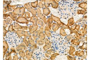ABIN6263554 and ABIN6277124 at 1/100 staining Rat kidney tissue by IHC-P. (NDRG1 Antikörper  (C-Term))