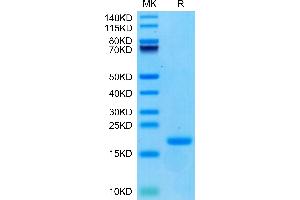 SDS-PAGE (SDS) image for Ectonucleotide pyrophosphatase/phosphodiesterase 3 (ENPP3) (AA 48-157) protein (His-Avi Tag,Biotin) (ABIN7274541)