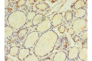 Immunohistochemistry of paraffin-embedded human thyroid tissue using ABIN7165127 at dilution of 1:100 (BEX2 Antikörper  (AA 1-128))
