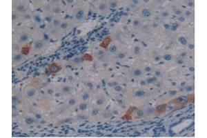 IHC-P analysis of Human Liver Tissue, with DAB staining. (PSG1 Antikörper  (AA 202-401))