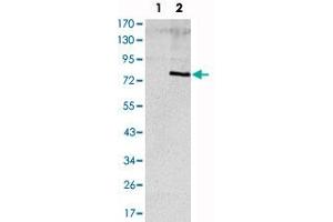 Western blot analysis using APOE monoclonal antibody, clone 1H4  against HEK293 (1) and ApoE (aa : 20-267)-hIgGFc transfected HEK293 (2) cell lysate. (APOE Antikörper)