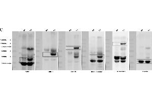 Development of multiple gene expression pigs with GT knock-out. (CD55 Antikörper  (Center))