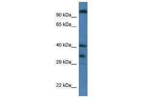 Western Blot showing Morf4l1 antibody used at a concentration of 1. (MORF4L1 Antikörper  (Middle Region))