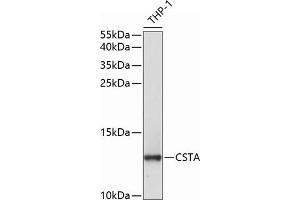 Western blot analysis of extracts of THP-1 cells, using CSTA antibody  at 1:1000 dilution. (CSTA Antikörper  (AA 1-98))