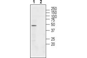 Western blot analysis of rat brain membranes:1.
