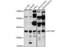 Western blot analysis of extracts of various cell lines, using POLDIP2 antibody (ABIN7269457) at 1:1000 dilution. (POLDIP2 Antikörper  (AA 250-350))