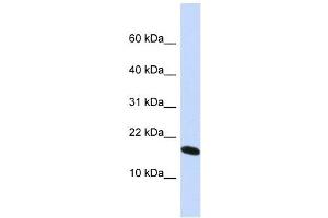H2AFX antibody used at 1 ug/ml to detect target protein. (H2AFX Antikörper  (N-Term))