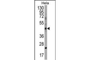 Western blot analysis in Hela cell line lysates (35ug/lane). (CHID1 Antikörper  (C-Term))