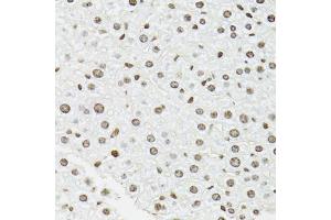 Immunohistochemistry of paraffin-embedded mouse liver using EDF1 antibody (ABIN5971272) at dilution of 1/100 (40x lens). (EDF1 Antikörper)