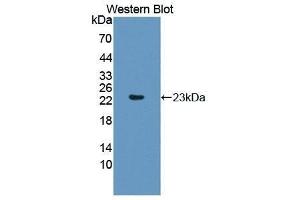 Western Blotting (WB) image for anti-Caspase 1 (CASP1) (AA 317-404) antibody (ABIN1858235) (Caspase 1 Antikörper  (AA 317-404))