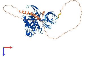 CLK4 Protein (AA 1-481) (His tag)