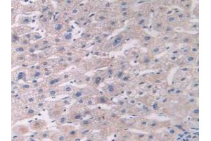 IHC-P analysis of Human Liver Tissue, with DAB staining. (Fibulin 1 Antikörper  (AA 176-398))