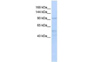 WB Suggested Anti-INTS4 Antibody Titration:  0. (INTS4 Antikörper  (Middle Region))