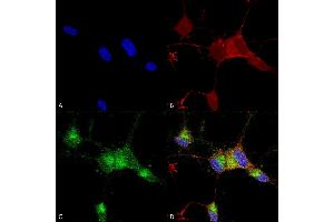Immunocytochemistry/Immunofluorescence analysis using Mouse Anti-Nav1. (SCN9A Antikörper  (AA 1751-1946) (Biotin))