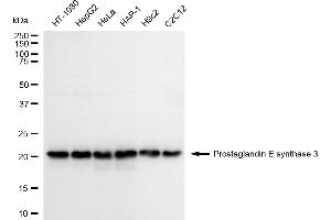 Western blotting analysis using Prostaglandin E synthase 3 antibody (ABIN7799936).