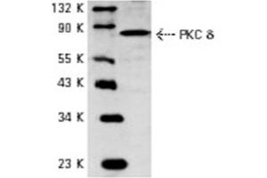 Image no. 1 for anti-Protein Kinase C, delta (PKCd) antibody (ABIN272063) (PKC delta Antikörper)