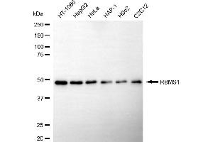 Western blotting analysis using RBMS1 antibody (ABIN7800257).