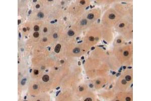 Used in DAB staining on fromalin fixed paraffin-embedded liver tissue (TPI1 Antikörper  (AA 1-286))