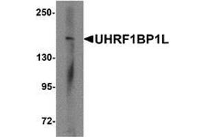 Western blot analysis of UHRF1BP1L in mouse brain tissue lysate with UHRF1BP1L antibody at 1 ug/mL (UHRF1BP1L Antikörper  (Middle Region))