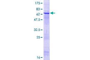 Image no. 1 for Actin-Like 8 (ACTL8) (AA 1-366) protein (GST tag) (ABIN1305766) (Actin-Like 8 Protein (ACTL8) (AA 1-366) (GST tag))