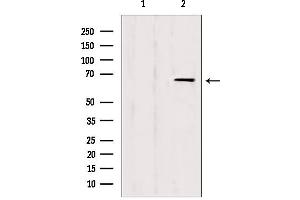 Western blot analysis of extracts from HepG2, using IF3EI Antibody. (EIF3L Antikörper  (N-Term))