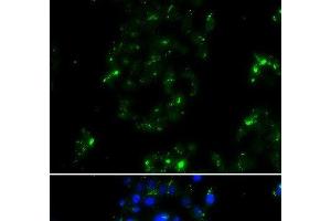 Immunofluorescence analysis of A549 cells using BOC Polyclonal Antibody (BOC Antikörper)