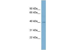 WB Suggested Anti-BCAT1 Antibody Titration:  0. (BCAT1 Antikörper  (N-Term))