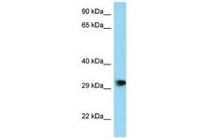 PHF23 Antikörper  (AA 191-240)