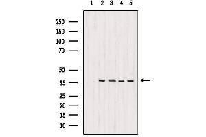 Western blot analysis of extracts from various samples, using MDH1 Antibody.