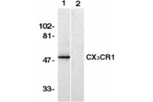 Image no. 1 for anti-Chemokine (C-X3-C Motif) Receptor 1 (CX3CR1) (AA 2-21), (N-Term) antibody (ABIN318971) (CX3CR1 Antikörper  (N-Term))