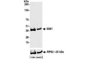 Western Blotting (WB) image for anti-BMI1 Polycomb Ring Finger Oncogene (BMI1) (AA 276-326) antibody (ABIN7454773)