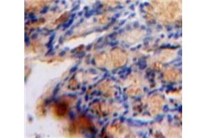 IHC-P analysis of Bowels tissue, with DAB staining. (TGFB1I1 Antikörper  (AA 256-461))