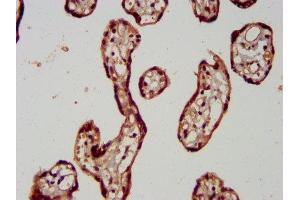 IHC image of ABIN7166989 diluted at 1:400 and staining in paraffin-embedded human placenta tissue performed on a Leica BondTM system. (RAB11FIP5 Antikörper  (AA 374-545))