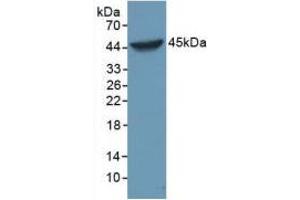 Figure. (Caspase 1 Antikörper  (AA 317-404))