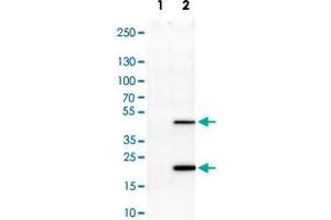 Western Blot analysis of Lane 1: negative control (vector only transfected HEK293T cell lysate) and Lane 2: over-expression lysate (co-expressed with a C-terminal myc-DDK tag in mammalian HEK293T cells) with ASRGL1 monoclonal antibody, clone CL1679 . (ASRGL1 Antikörper)