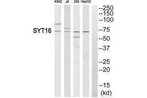 Western blot analysis of extracts from K562 cells, Jurkat cells, 293 cells and HepG2 cells, using SYT16 antibody. (SYT16 Antikörper)