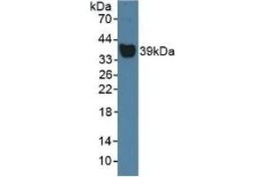 Detection of Hpt in Rat Serum using Polyclonal Antibody to Haptoglobin (Hpt) (Haptoglobin Antikörper  (AA 70-332))