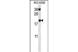 Western blot analysis in NCI-H292 cell line lysates (35ug/lane). (RPS12 Antikörper  (N-Term))