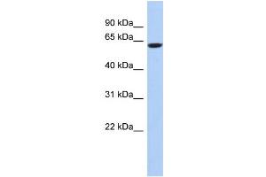WB Suggested Anti-CAMKV Antibody Titration: 0. (CAMKV Antikörper  (N-Term))