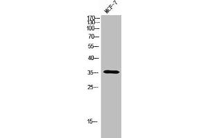 Western Blot analysis of MCF-7 cells using Olfactory receptor 5A1 Polyclonal Antibody (OR5A1 Antikörper  (C-Term))