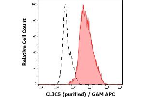 Separation of NALM-6 cells stained using anti-CLIC5 (CLIC5-02) purified antibody (concentration in sample 5 μg/mL, GAM APC, red-filled) from NALM-6 cells unstained by primary antibody (GAM APC, black-dashed) in flow cytometry analysis (intracellular staining). (CLIC5 Antikörper  (AA 160-173))