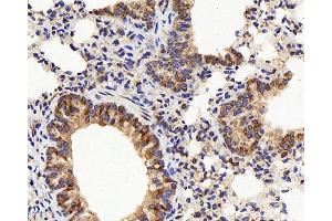 Immunohistochemistry analysis of paraffin-embedded mouse lung using IL22RA1 Polyclonal Antibody at dilution of 1:200. (IL22 Receptor alpha 1 Antikörper)
