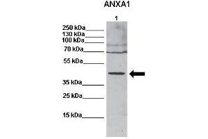Western Blotting (WB) image for anti-Annexin A1 (ANXA1) (N-Term) antibody (ABIN2774833)
