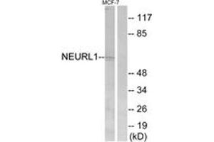 Western blot analysis of extracts from MCF-7 cells, using NEURL1 Antibody. (NEURL Antikörper  (AA 219-268))