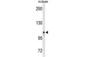 Western blot analysis of LONP2 Antibody (N-term) in mouse brain tissue lysates (35ug/lane). (LONP2 Antikörper  (N-Term))