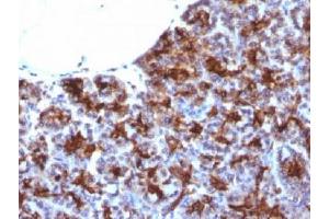 IHC testing of FFPE human pancreas with MAML3 antibody (clone MAML3/1303). (MAML3 Antikörper)