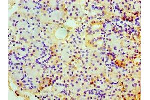 Immunohistochemistry of paraffin-embedded human pancreatic tissue using ABIN7147728 at dilution of 1:100 (Chromogranin A Antikörper  (AA 19-457))