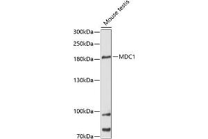 Western blot analysis of extracts of mouse testis, using MDC1 antibody (ABIN6134688, ABIN6143659, ABIN6143661 and ABIN6216452) at 1:3000 dilution. (MDC1 Antikörper  (AA 1-100))