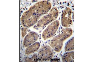 T Antibody (N-term) (ABIN656337 and ABIN2845637) immunohistochemistry analysis in formalin fixed and paraffin embedded human stomach tissue followed by peroxidase conjugation of the secondary antibody and DAB staining. (TMEM181 Antikörper  (N-Term))