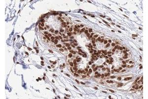 ABIN6268811 at 1/100 staining human Breast tissue sections by IHC-P. (RBMX Antikörper  (N-Term))